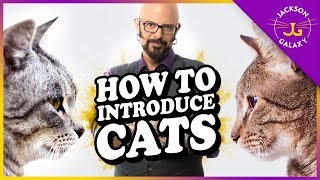 How to Introduce Cats