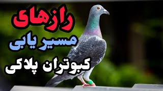 کبوتران پلاکی چگونه مسیر یابی میکنن ۳نظریه دانشمندان رو برسی میکنیم