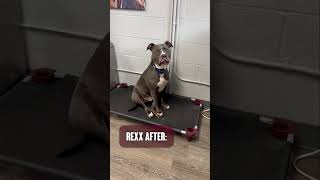 Extremely Reactive Dog Before \u0026 After #beforeandafter #transformation #dogtraining #reactivedog