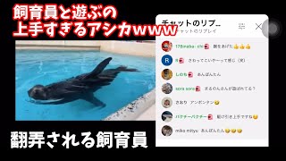 飼育員を完全に弄ぶカリフォルニアアシカ「ケイタ」【ライブ切り抜き】