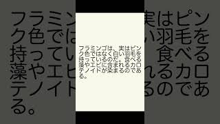 驚きの動物雑学！フラミンゴの片足の秘密からタコの心臓の数まで