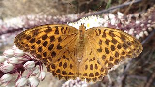 Keizersmantel/Silver washed fritillary (Argynnis paphia)