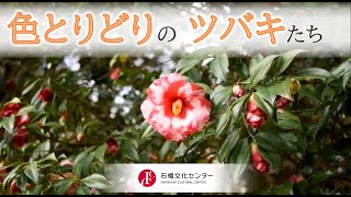 色とりどりのツバキたち（2021.3/1）