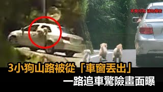 3小狗山路被從「車窗丟出」！一路狂追驚險畫面曝　網怒：對向車差點輾到－民視新聞