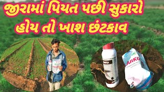 જીરામાં પિયત આપ્યું હોય તો સુકારો નો આવે એ માટે આ છંટકાવ piyat bad a Santakav khas