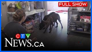 27 puppies rescued from Sudbury apartment | CTV News Northern Ontario at Six for May 22, 2026