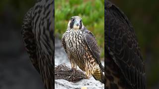 FASTEST Peregrine Falcon on the Planet? #facts #peregrine #shorts