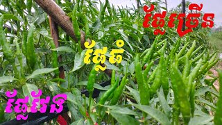 Growing chili in rainy season ដាំម្ទេសរដូវវស្សា ជិតបានប្រមូលផលហើយ