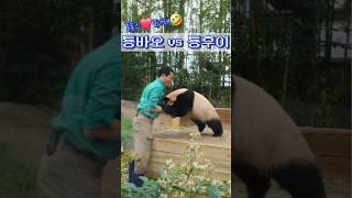 툥바오 vs 툥후이(기운쎈 후길동#후이바오 #송바오 주키퍼님)