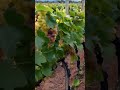 Uncovering the Sweet Science of Grapes! 13 #fruit #grapeharvest #grapegrowing #wine #farming #garden