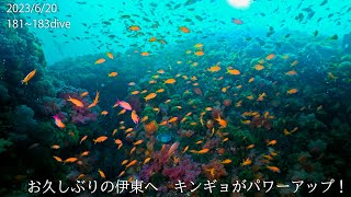 [181~183 dive] お久しぶりの伊東へ　キンギョがパワーアップ！