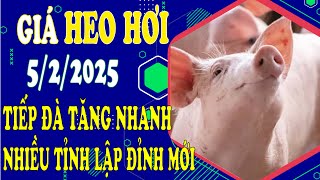 Giá heo hơi hôm nay ngày 5/2/2025 - Giá lợn tiếp đà tăng nhanh, nhiều tỉnh lập đỉnh lịch sử