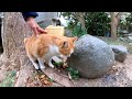 神社の下にいた猫と一緒に神社に行ってきた