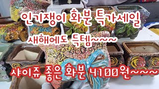 인기쟁이 화분 특가세일 샤이쥬 가성비 무게감 다 잡았네#오루망 전국택배