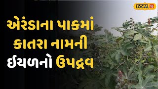 Mehsana News |  એરંડાના પાકમાં કાતરા નામની ઇયળનો ઉપદ્રવ, ખેડૂતોની ચિંતામાં વધારો | Local18