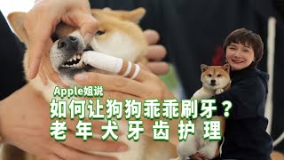 如何让狗狗乖乖刷牙\u0026老年犬牙齿护理