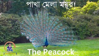 ময়ূর যেভাবে পেখম মেলে!Barishta Cute World।। Beautiful Peacock Has Spread Its Wings