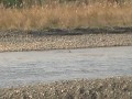 神奈川県の野鳥：着水を繰り返すミサゴ 20111207 143840.mpg