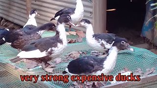 Very strong and expensive ducks// Black ducks// Sara Chameli ducks