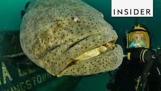 Meet the Goliath Grouper Fish