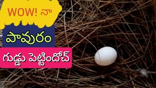 నా పావురం గుడ్డు పెట్టిందోచ్ / My pigeon laid an egg today # A video by Inspiring Roja.