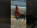 ទ្រុងមាន់ពូជ២៩ rooster chicken roosterlove henchicken chickenlover roosterlover hen pets pet