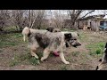 sad abandoned dog waiting at ruined house for his owners to come back for him