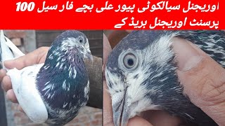 بزنس سیالکوٹی پیور علی عربی فارسی ہے 100% اوریجنل بریڈ کے کبوتر