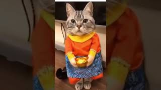 Cute Cat Wearing a Costume!