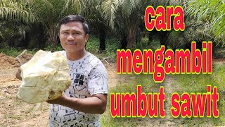 cara mengambil umbut sawit