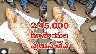 2,45,000 రూపాయలు పలికిన పులుస చేప | Pulasa Fish Cost 2,45,000 Rupees In Auction