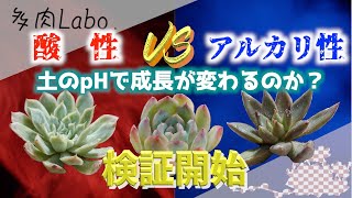 【多肉植物】多肉の好きなpH検証！