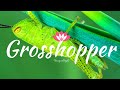 Grasshopper Music |  GrassHopper Relaxing Music  | Beautiful Grasshoppers