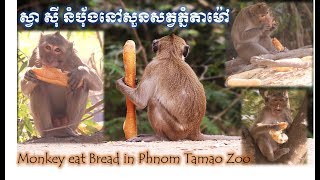 ស្វា ស៊ី នំបុ័ងនៅសួនសត្វភ្នំតាម៉ៅ [Monkey eat Bread in Phnom Tamao Zoo]