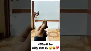 🤣🤣🤣නාන්නෙ නැති බව්වො නාවන විදිහ🤣🤣🤣 #funny #doglover #pets #dogfunny #ytshorts #funnydog #dog