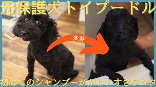 保護犬ノイちゃん初めてのシャンプー｜保護犬を飼う｜トイプードル｜心を開くか！？｜鳴き声｜元繁殖犬｜トイレのしつけに苦戦中