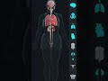 The Anatomy And Physiology Of The Female Body ll 3d animation of human body