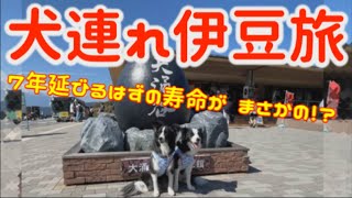 大涌谷【犬と旅行】黒たまごで寿命が縮まるハプニング？！ボーダーコリー☆アンコニの犬連れ伊豆旅2021☆