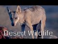 Desert Wildlife ,Israel 4K / טבע במדבר