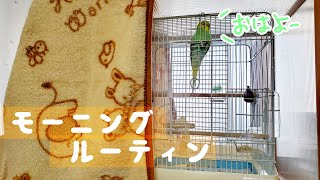 インコと暮らすモーニングルーティン