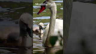 Birds/Animals Hunting | Muslims Platform