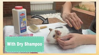 How to bath guinea pig with dry shampoo | Kimut's family vlog #2 [ ENG ]