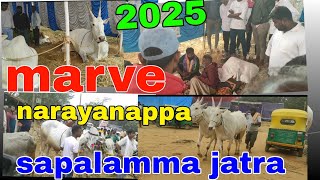 sapalamma jatra 2025 Cattle fair jatra part 5