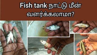 Fish tank நாட்டு மீன் வளர்க்கலாமா?