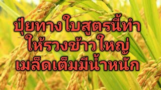 ฮอร์โมนฉีดข้าวให้รวงใหญ่เมล็ดเต็มได้น้ำหนัก