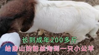 今天把唐山粉丝订购的一只小公羊发货发走，体型长200来斤。