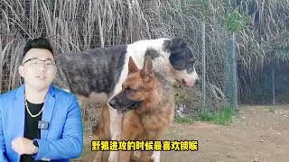 野狼克星中亚猎狼犬，面对狼群丝毫不慌，原来这么牧民有绝招