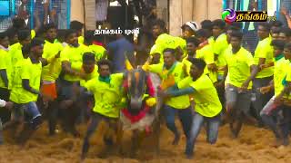 கிருங்காக்கோட்டை ஜல்லிக்கட்டு 2022 part 1-1 | Kirungakkottai Jallikattu 2022 | Thangam tv