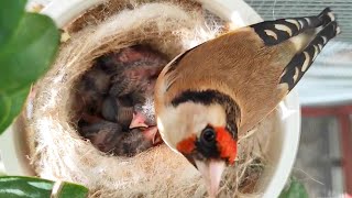 A pair of goldfinch is very beautiful during the production season