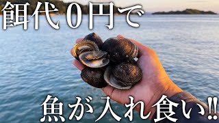 釣り場でよく見るアワビに似た貝をエサにすると魚が入れ食いになりました